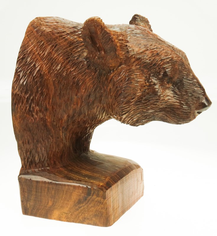 Black Bear Bust EV-1277